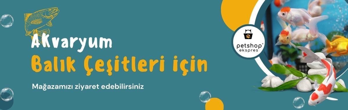Akvaryum balık çeşitleri için mağazamızı ziyaret edebilirsiniz